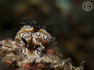 Overweight nudi.  Canon G10, dual Inon UCL165, Sea and Se... by Stephen Holinski 